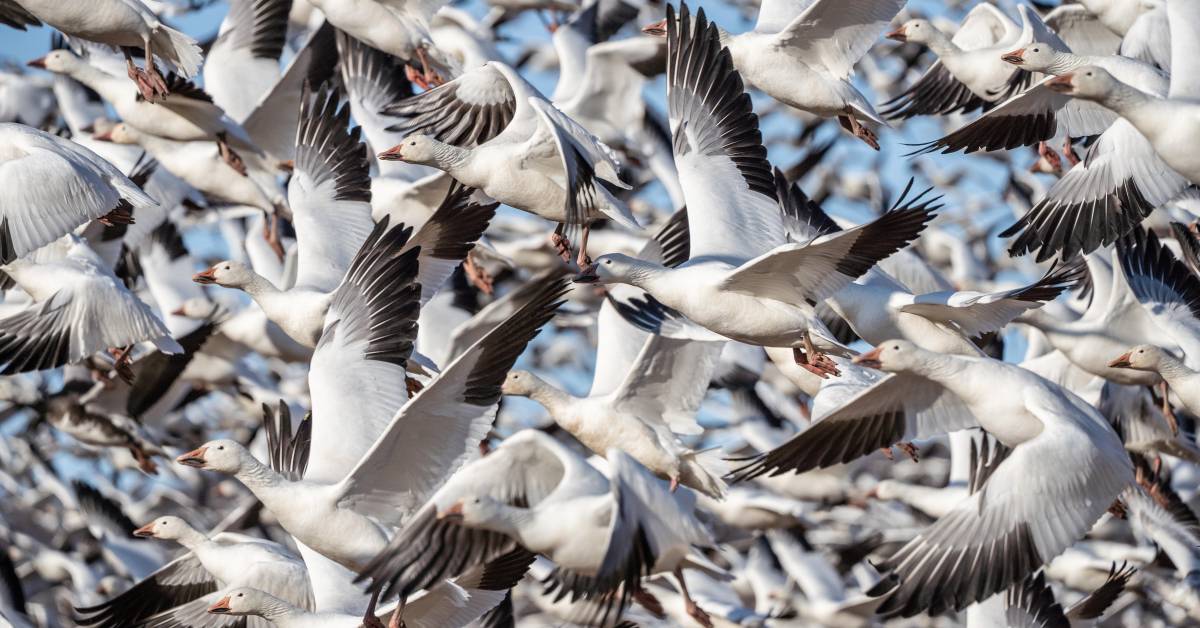 Snow Goose Hunting 101: How to Get Started - Vimarsana News