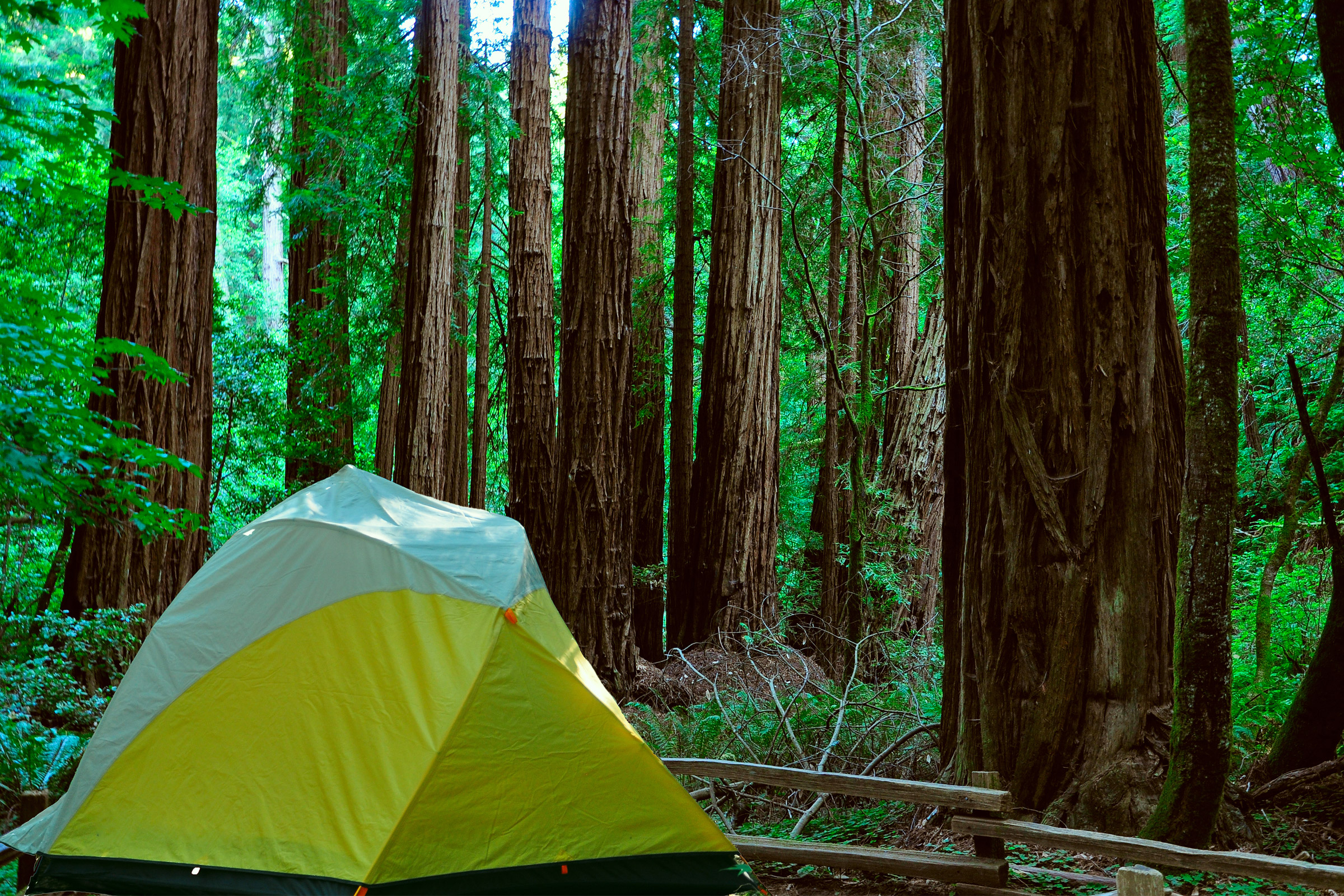 Mill Creek Campground - Redwood National Park and State Parks