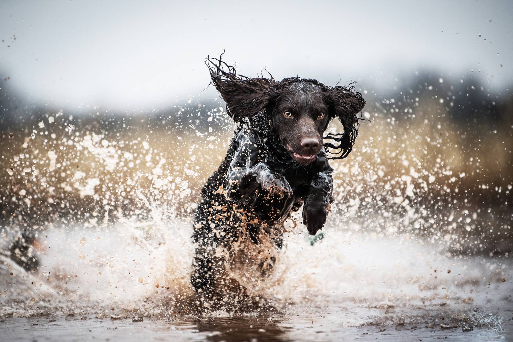 Canine Endurance Fuel? 'Premium Performance' Food for Sporting Dogs