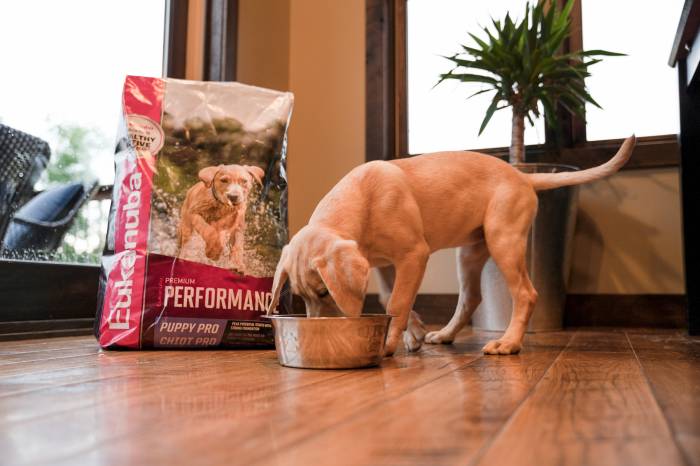 a puppy eating food from a bowl with a bag of Eukanuba Performance food next to it.