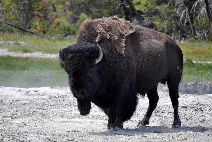 yellowstone bison