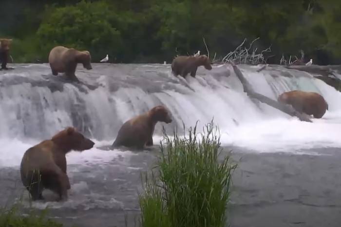 Bears play in Katmai National Park