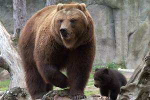 ‘Wild Bears’ Eat Biathlete and 2 Passengers After Helicopter Crash