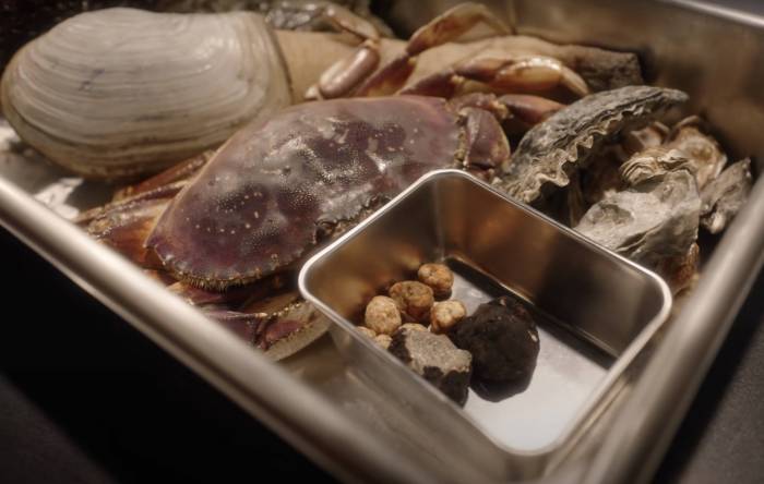 ‘DIRT’ Docuseries: Forager Finds Culinary Contact With Wild Ingredients