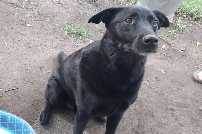 Luigi, lost bwca dog