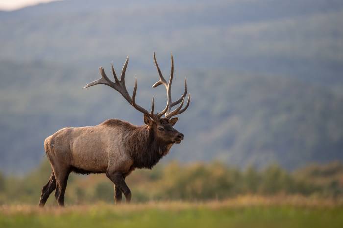 a bull elk