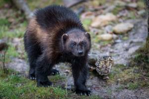 a wolverine