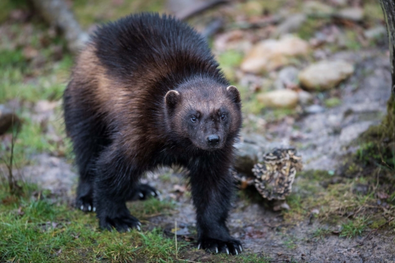 Wolverines Are Returning to Colorado: State Announces First-Ever Reintroduction Plan