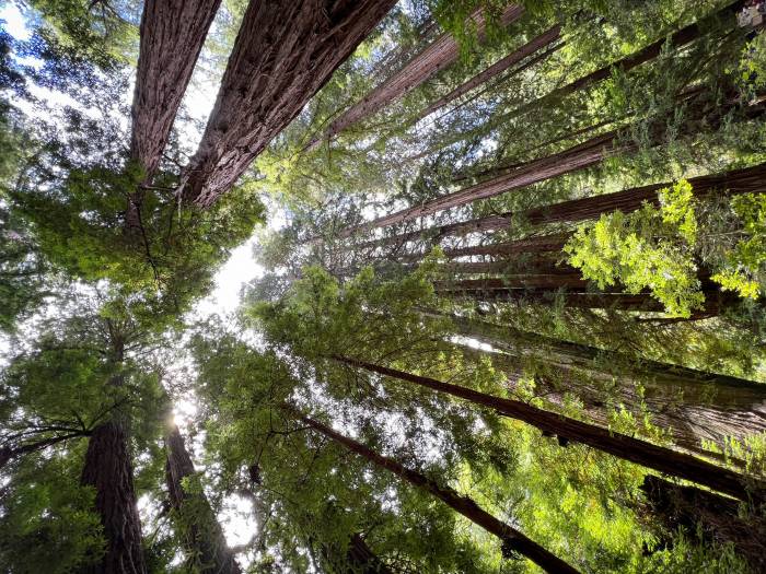 Coastal redwoods