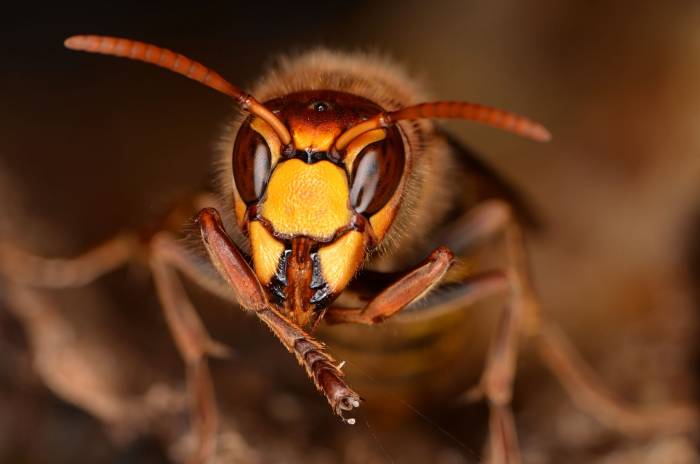 European hornet