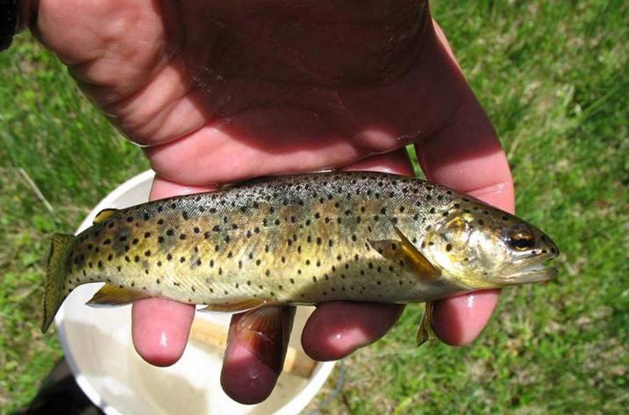 Apache Trout Comeback Means Fish May Be Taken Off Endangered Species