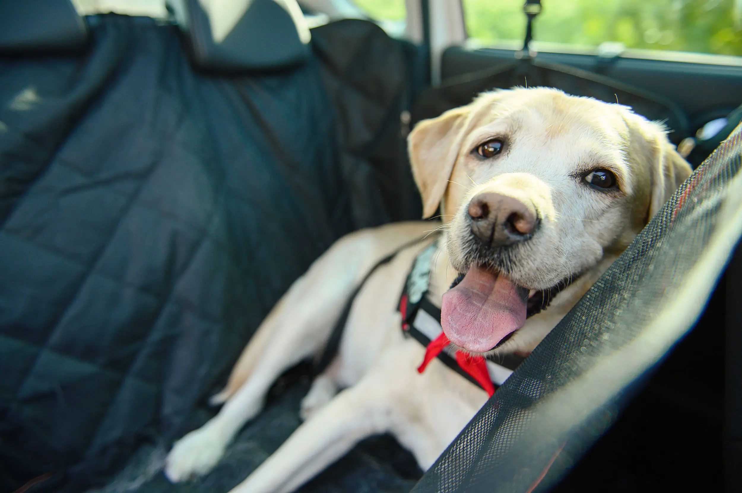 white Labrador laying on car back seat with cover