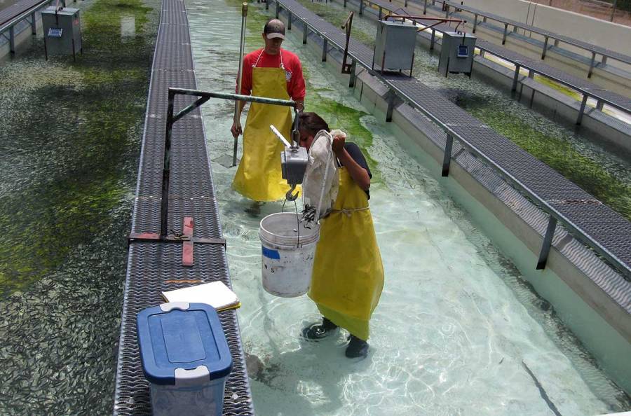 Apache Trout Comeback Means Fish May Be Taken Off Endangered Species