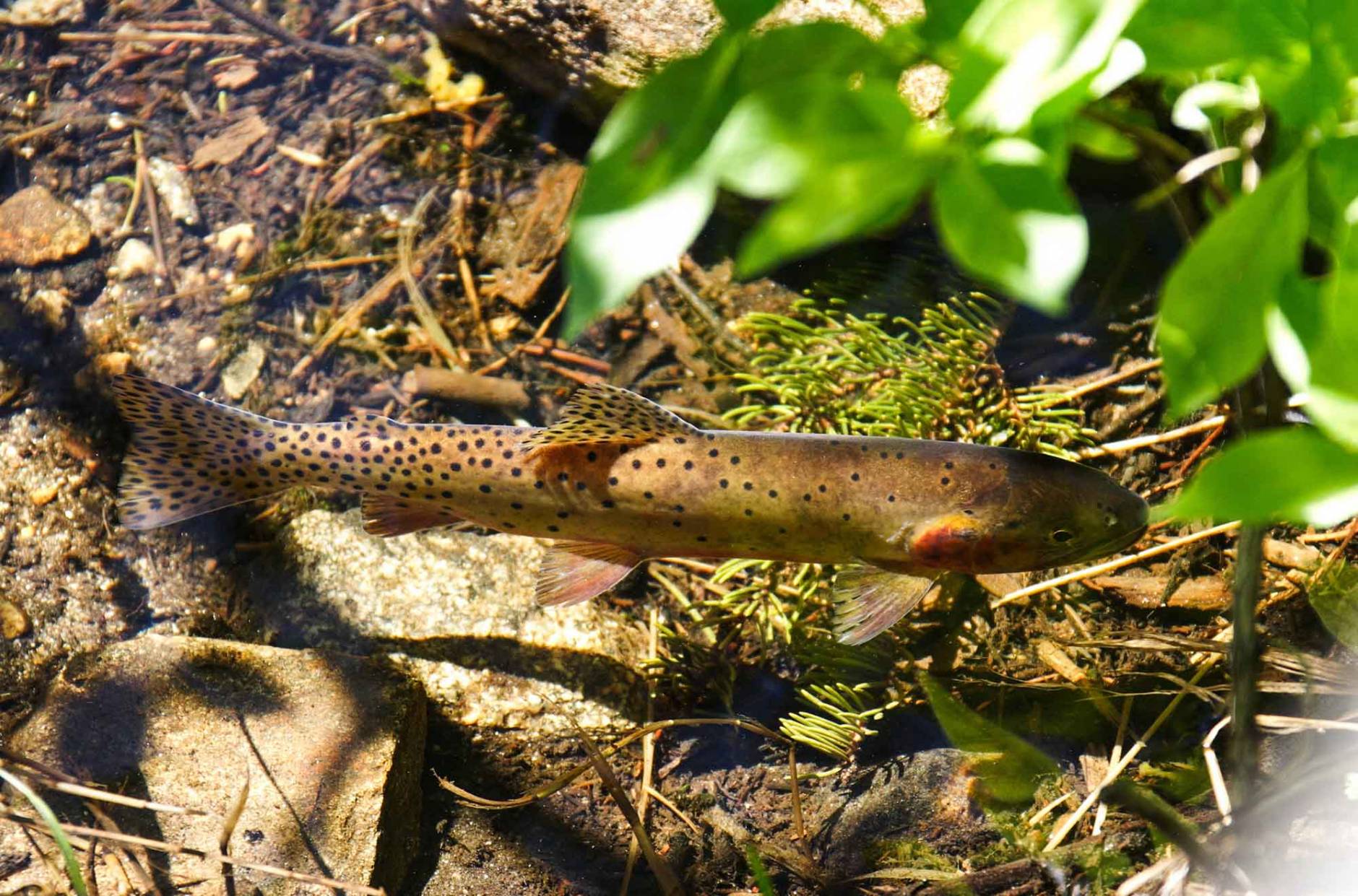 Colorado's 'Extinct' State Fish Makes Comeback in 'Huge Breakthrough ...