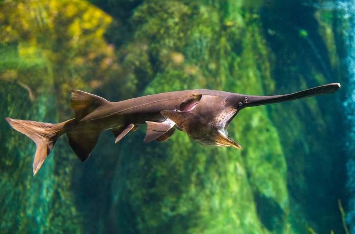 Mississippi paddlefish