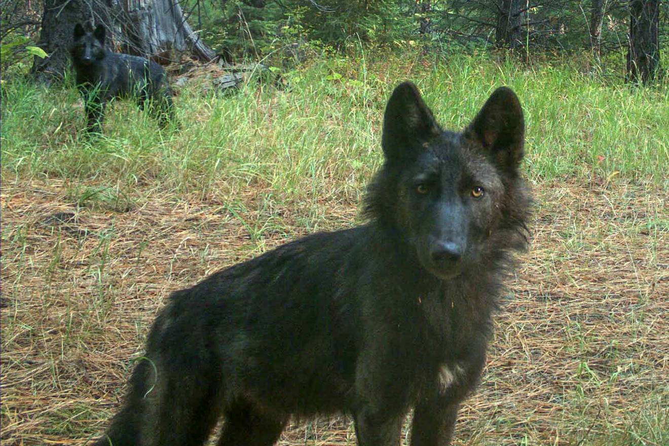 Oregon Confirms New Wolf Pack in Northern Cascades GearJunkie
