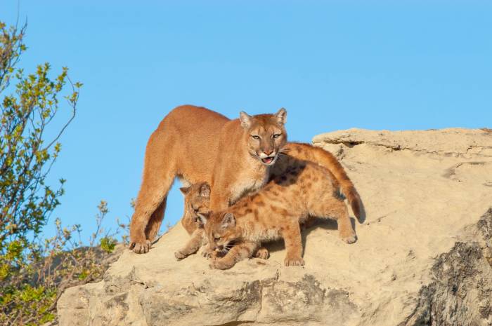 mountain lion and cubs