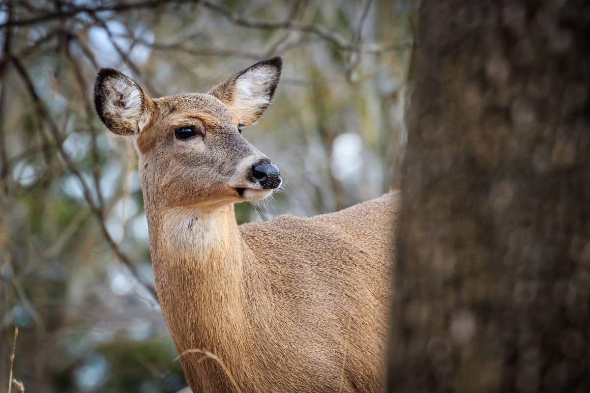Kansas whitetail deer found dead
