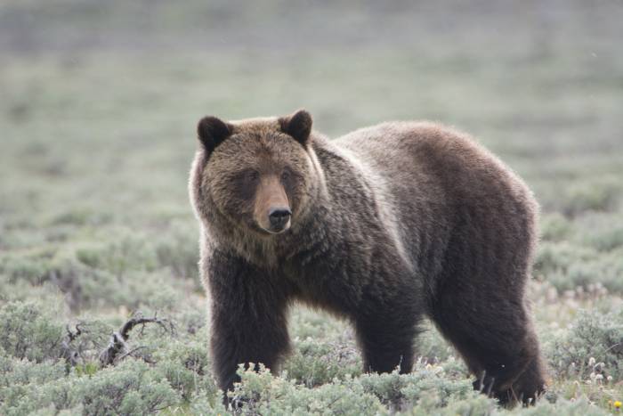 Hunter Shoots Himself in the Leg While Fighting Off Grizzly Bear