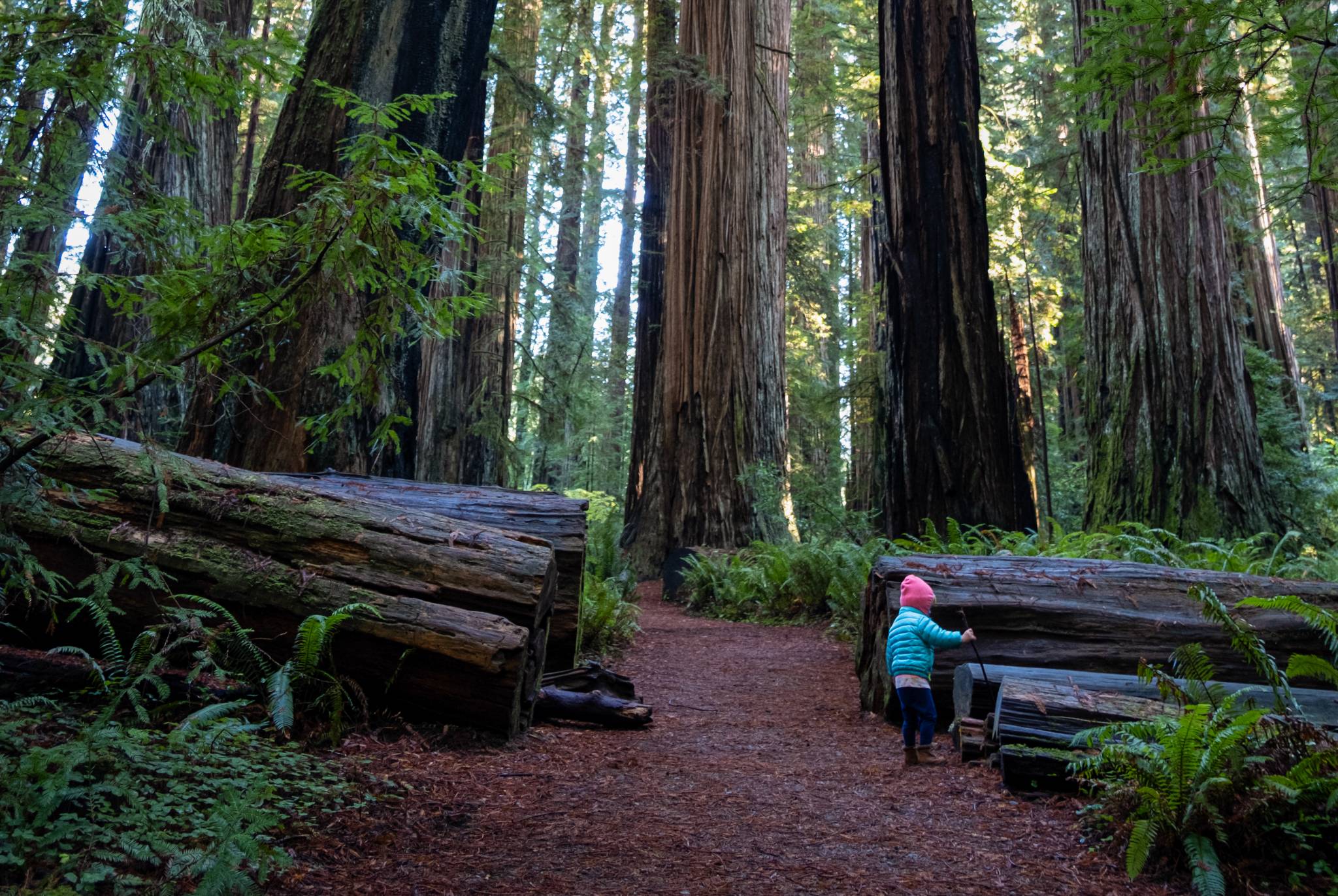 Vanlife with kids: Going on a Toddler Led Hike in the Redwoods of California