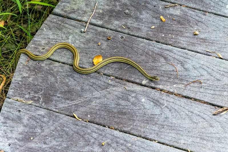 Jean Lafitte National Historical Park and Preserve, Louisiana; (photo/ Flickr, Domenico Convertini) 