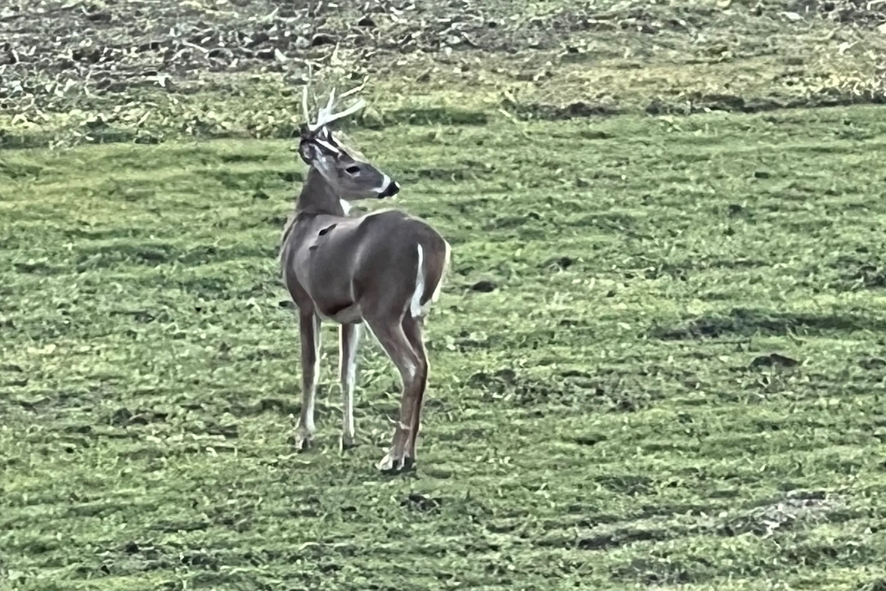 Whitetail buck