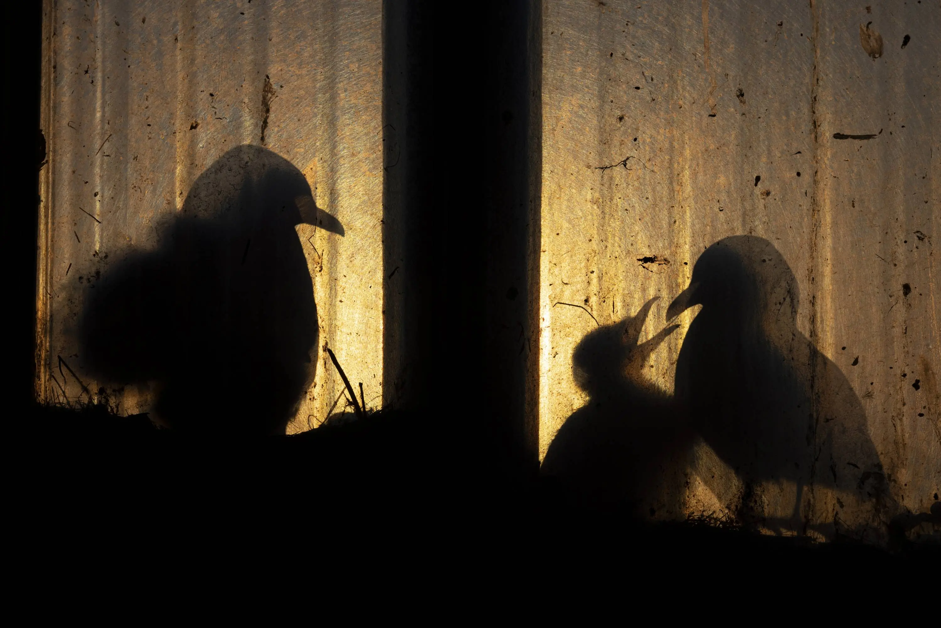 Urban Kittiwakes by Knut-Sverre Horn)