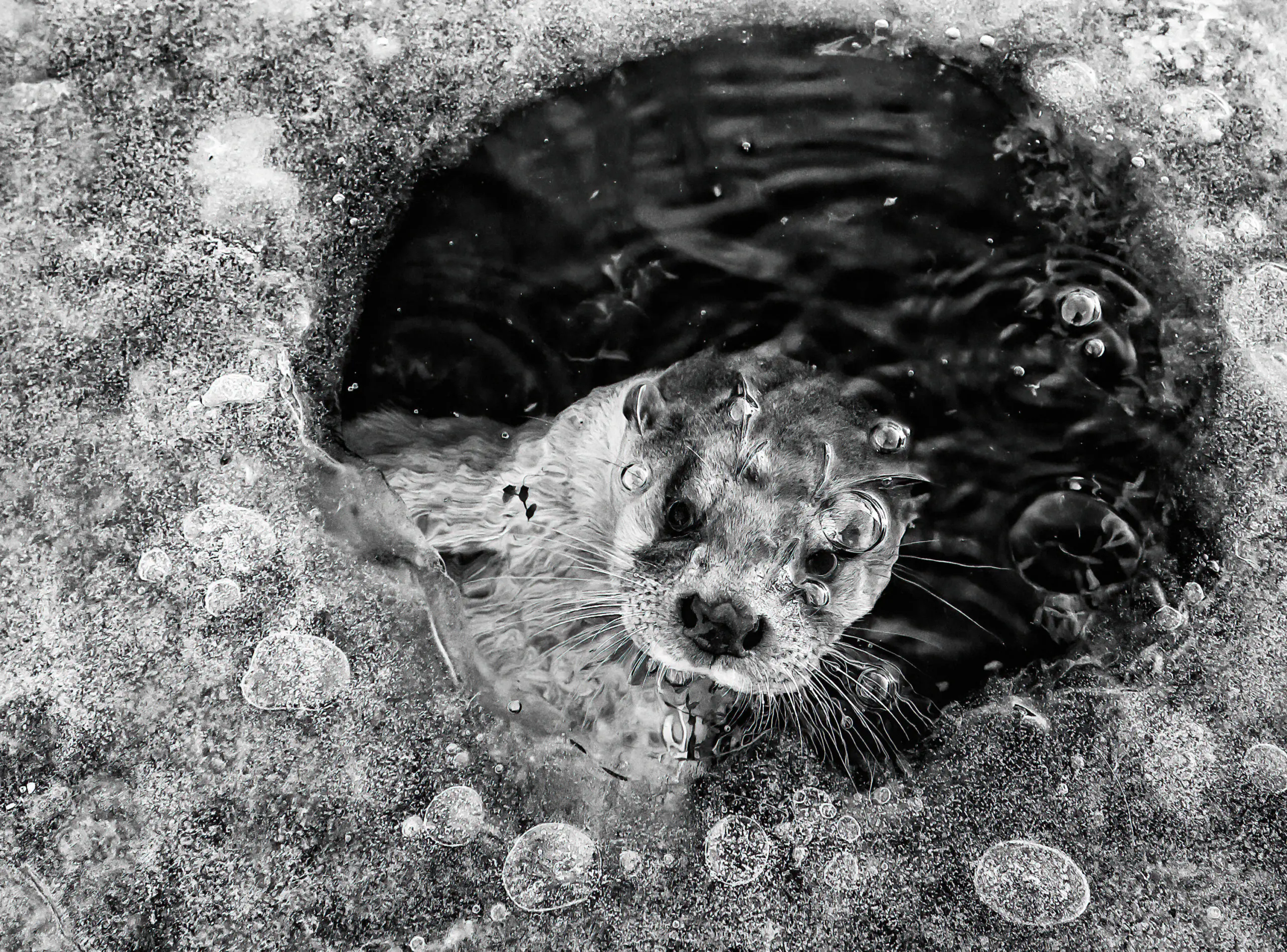 Otter in Ice Hole by Ernst Dirksen