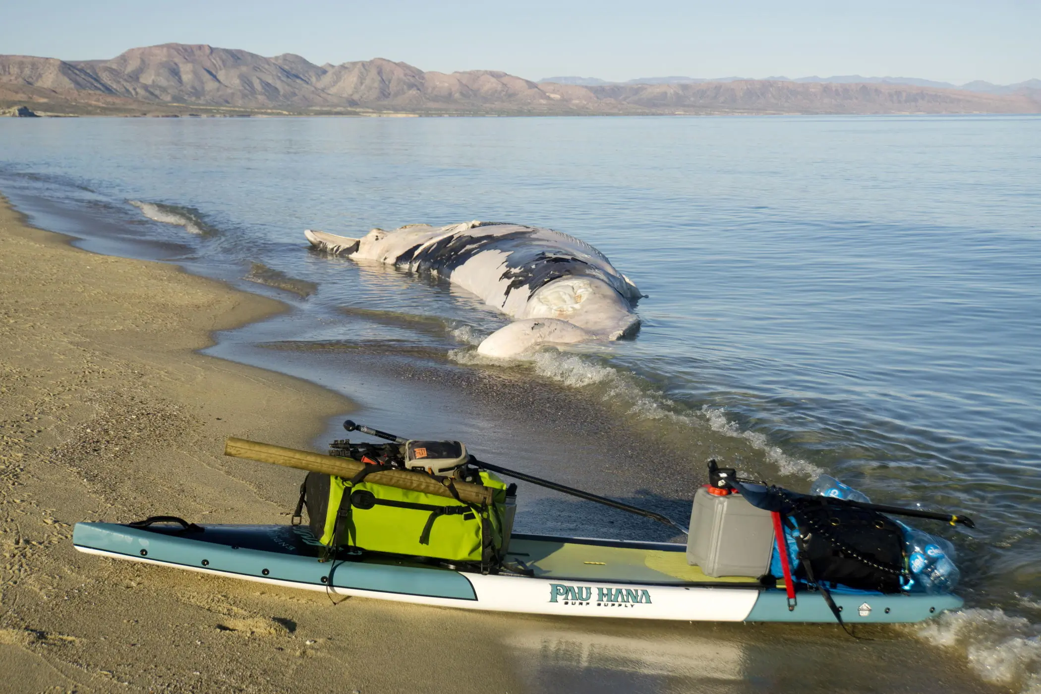 endurance xl stand up paddleboard on beach