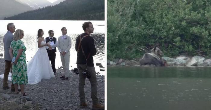 wedding party at lake edge sees grizzly bear