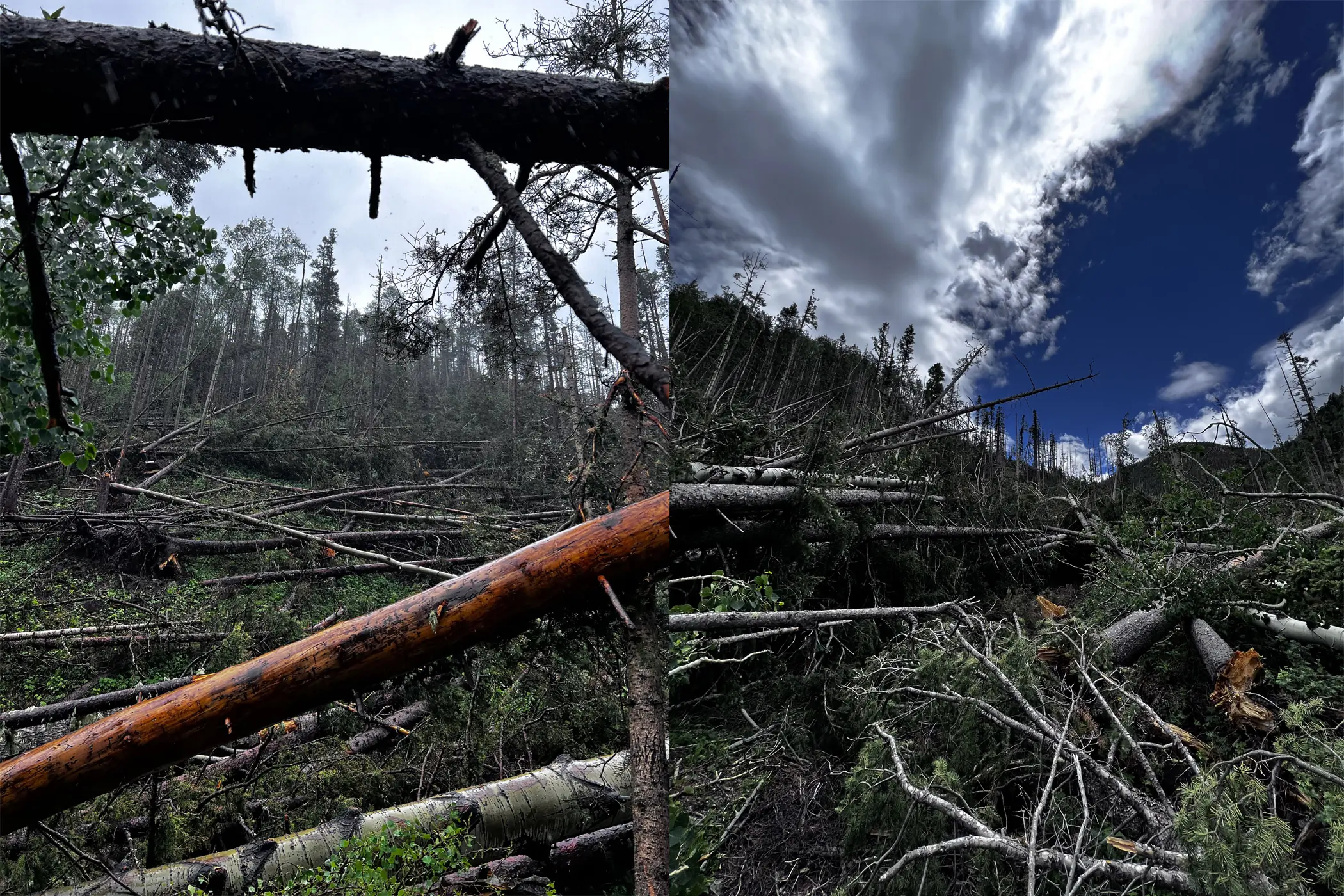 Clearing trees in New Mexico
