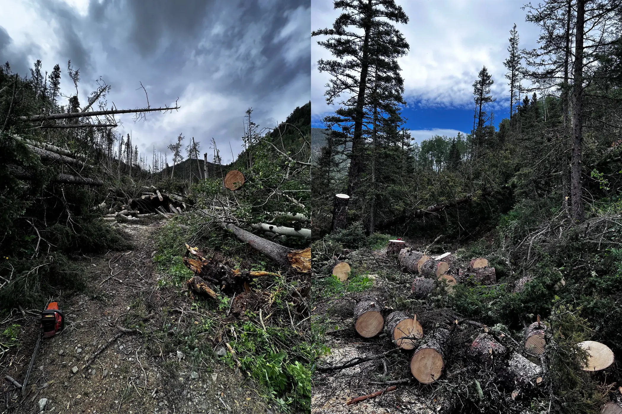 Clearing trees in Carson National Forest in New Mexico