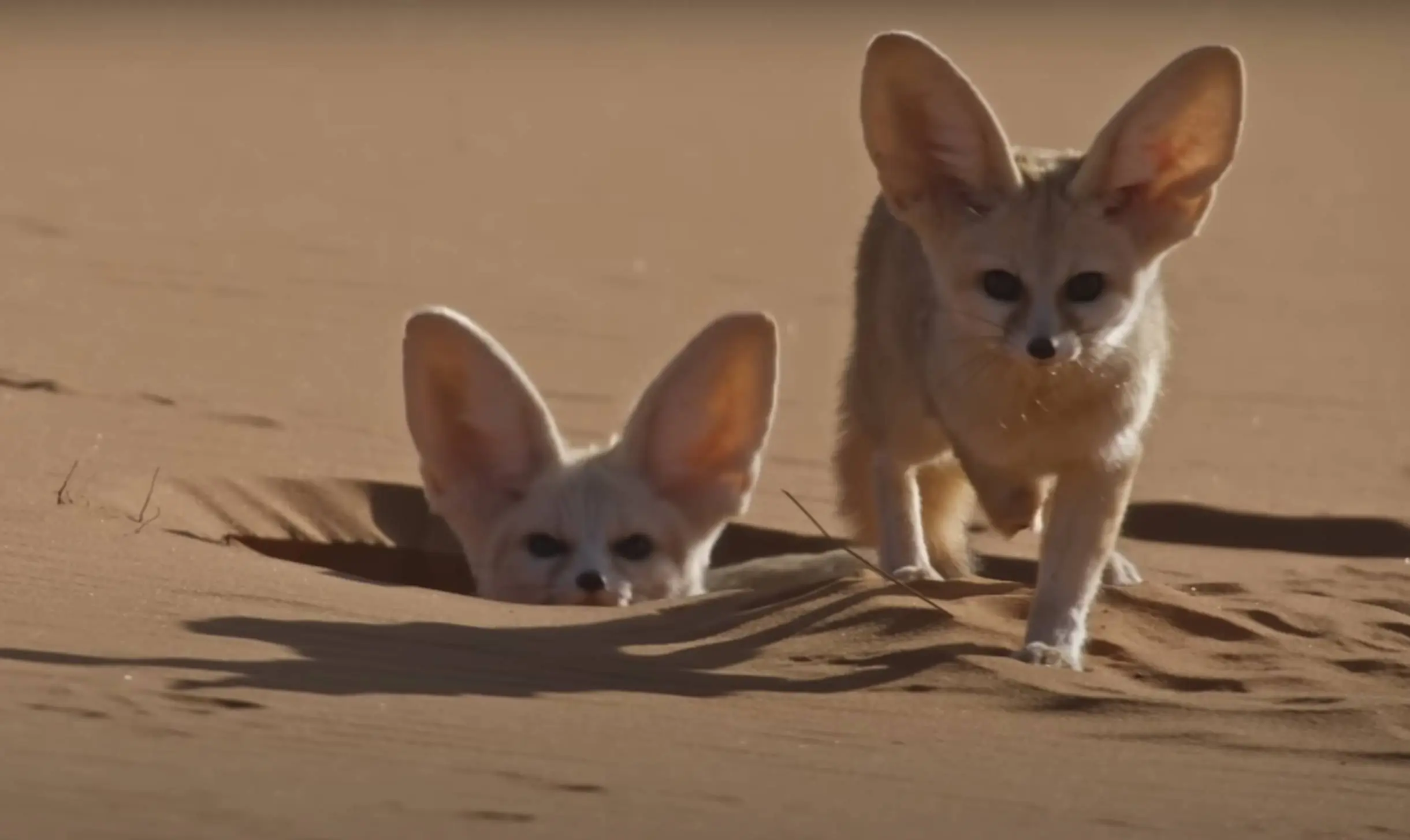 Cuteness Overload: Meet the World’s Smallest Wild Canine