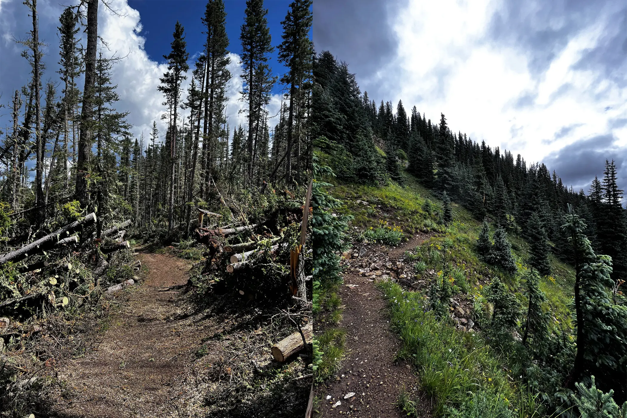 Clearing trees in New Mexico