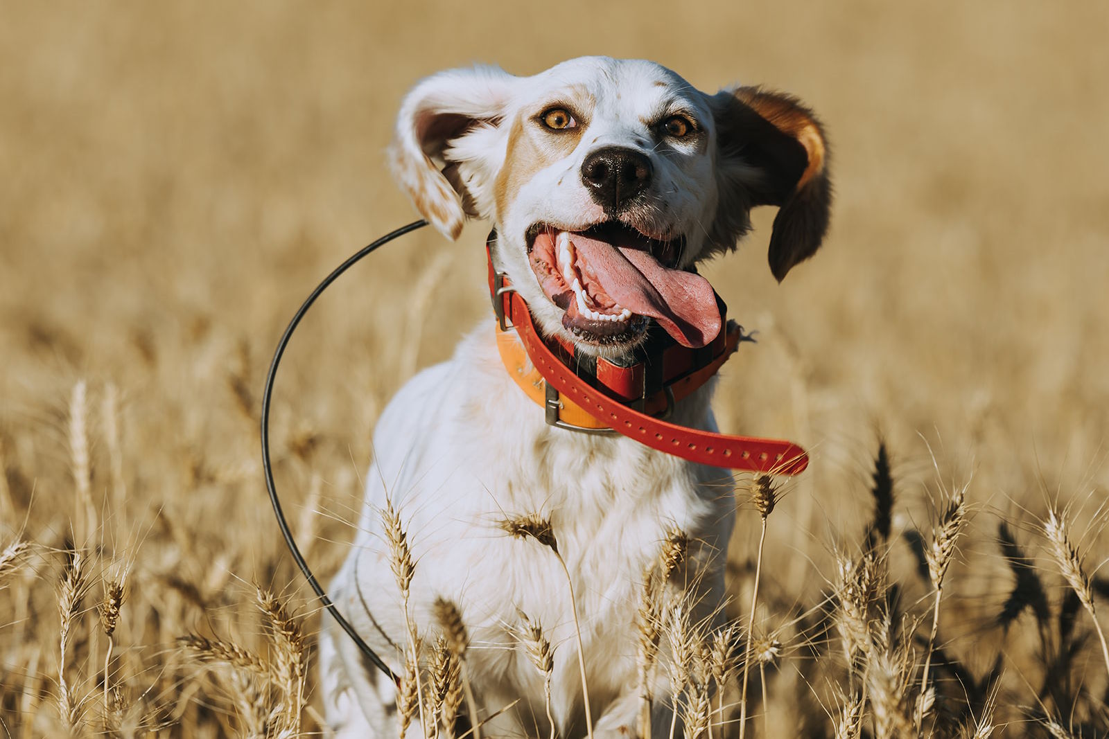 alpha 200i handheld gps dog running in field with multiple collars