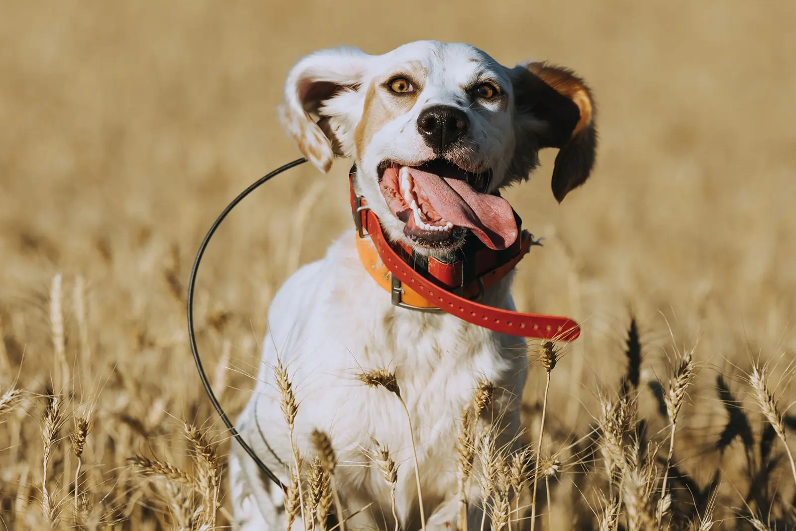 alpha 200i handheld gps dog running in field with multiple collars