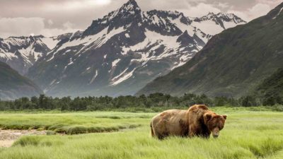 Montana Grizzlies Euthanized After Contracting Avian Flu