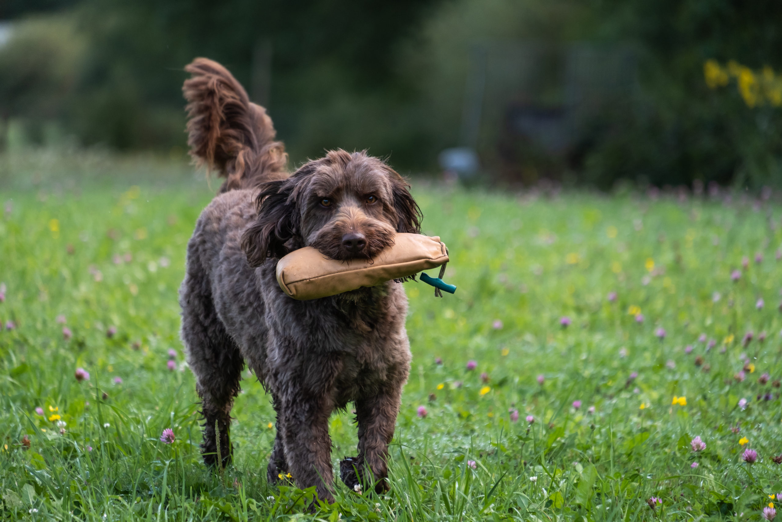 Labradoodle Hunting Dog