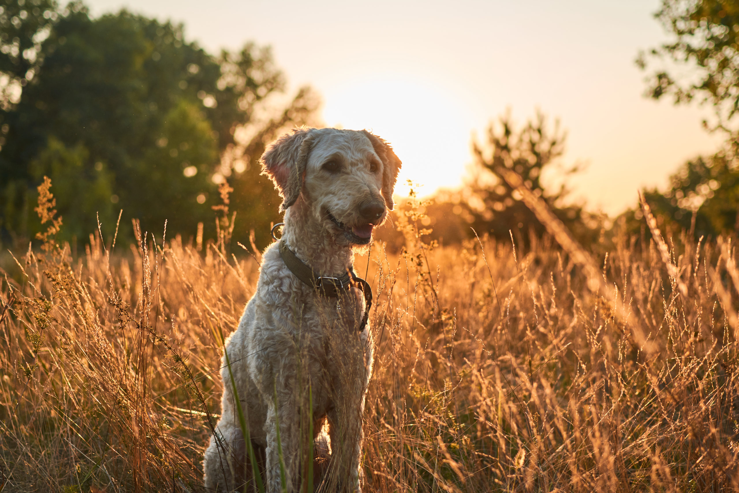 Poodle Hunting Dog