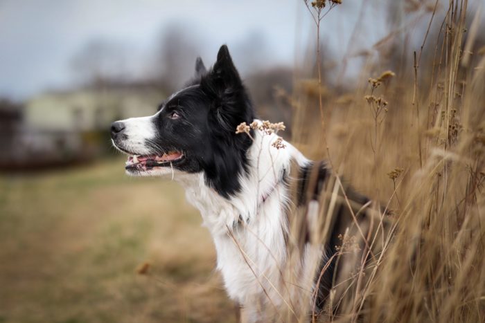 Border Collie Hunting Dog