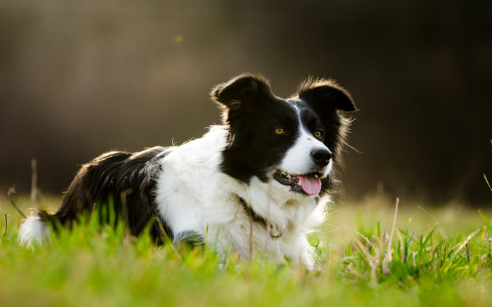 Border Collie, Hunting Dog