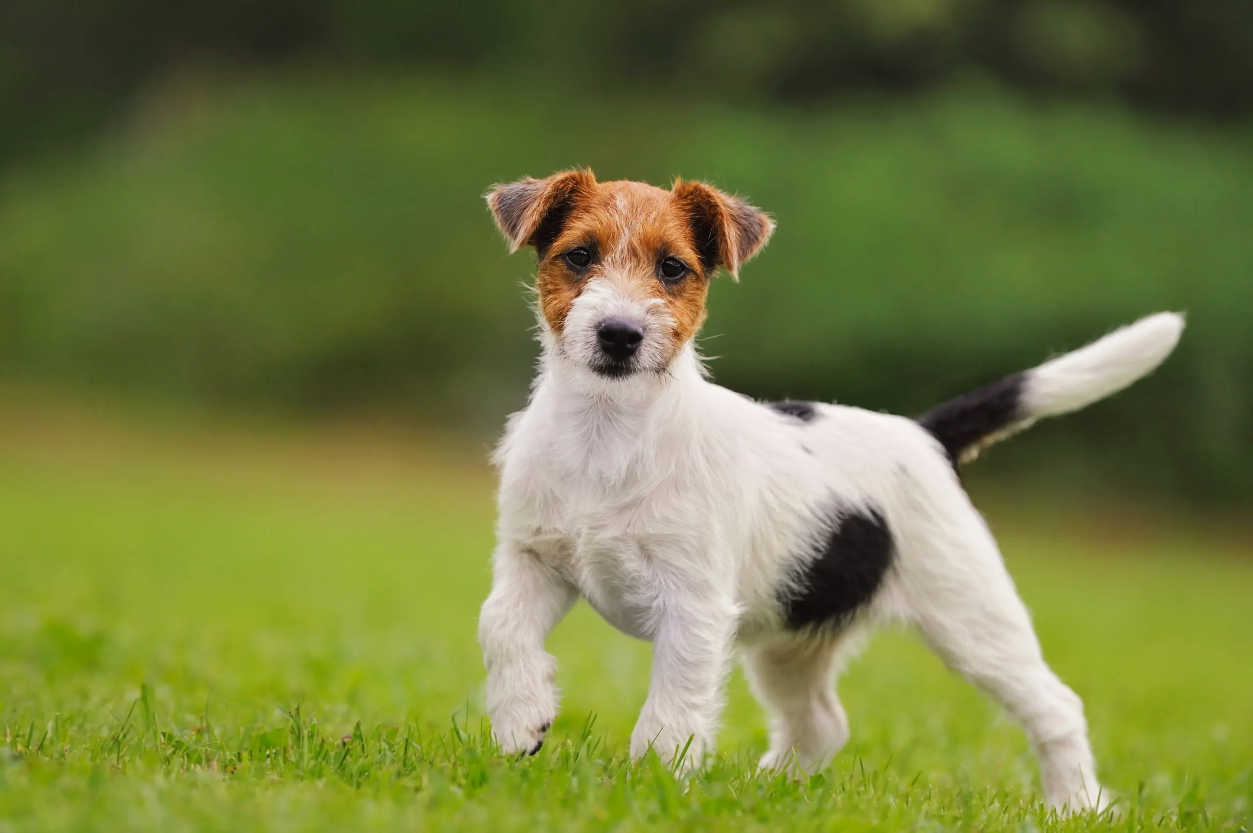 Small Hunting Dog Breeds: Perfect Companions for Adventure