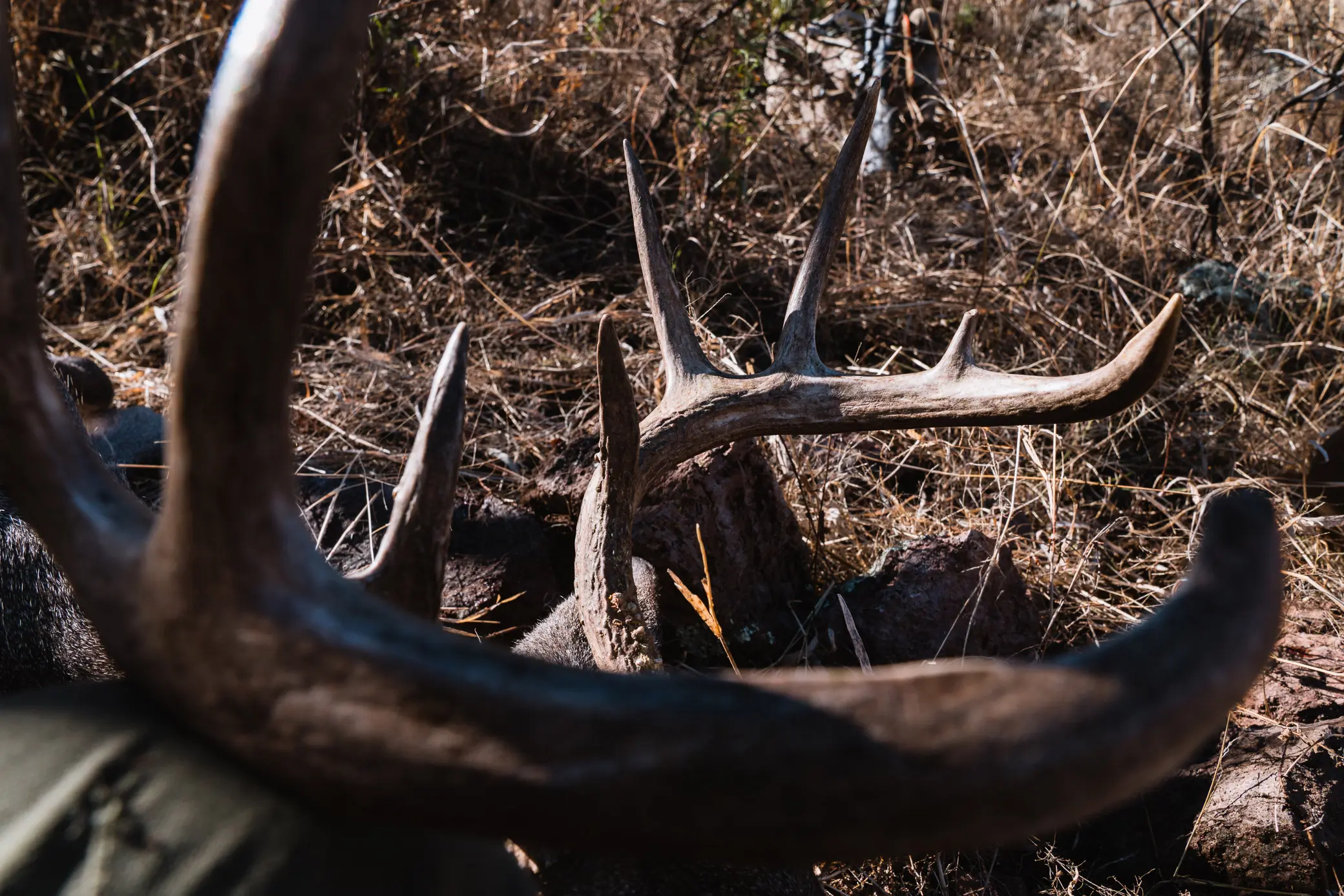 Antlers in the field.