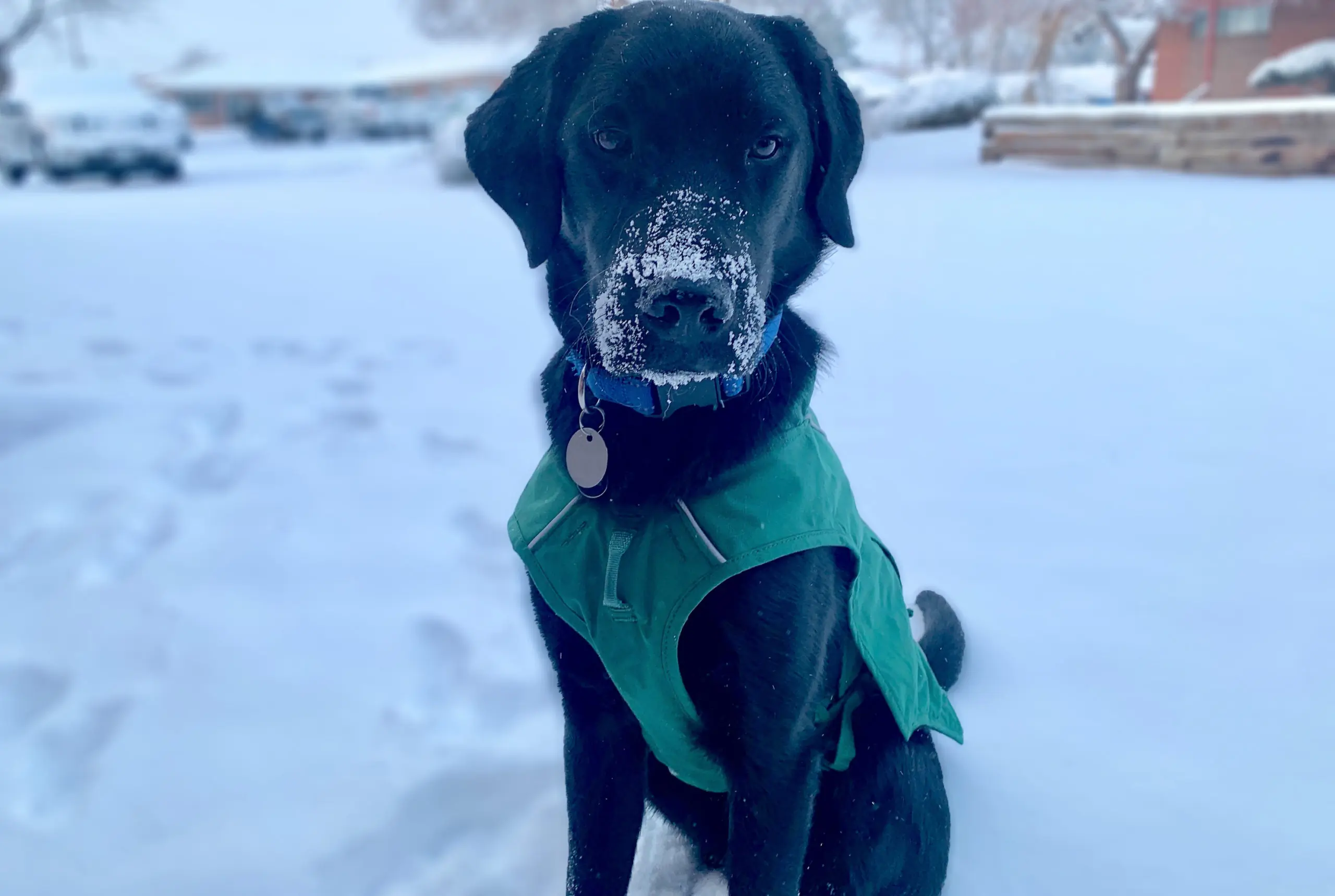 Dog model wearing the Ruffwear Overcoat Fuse