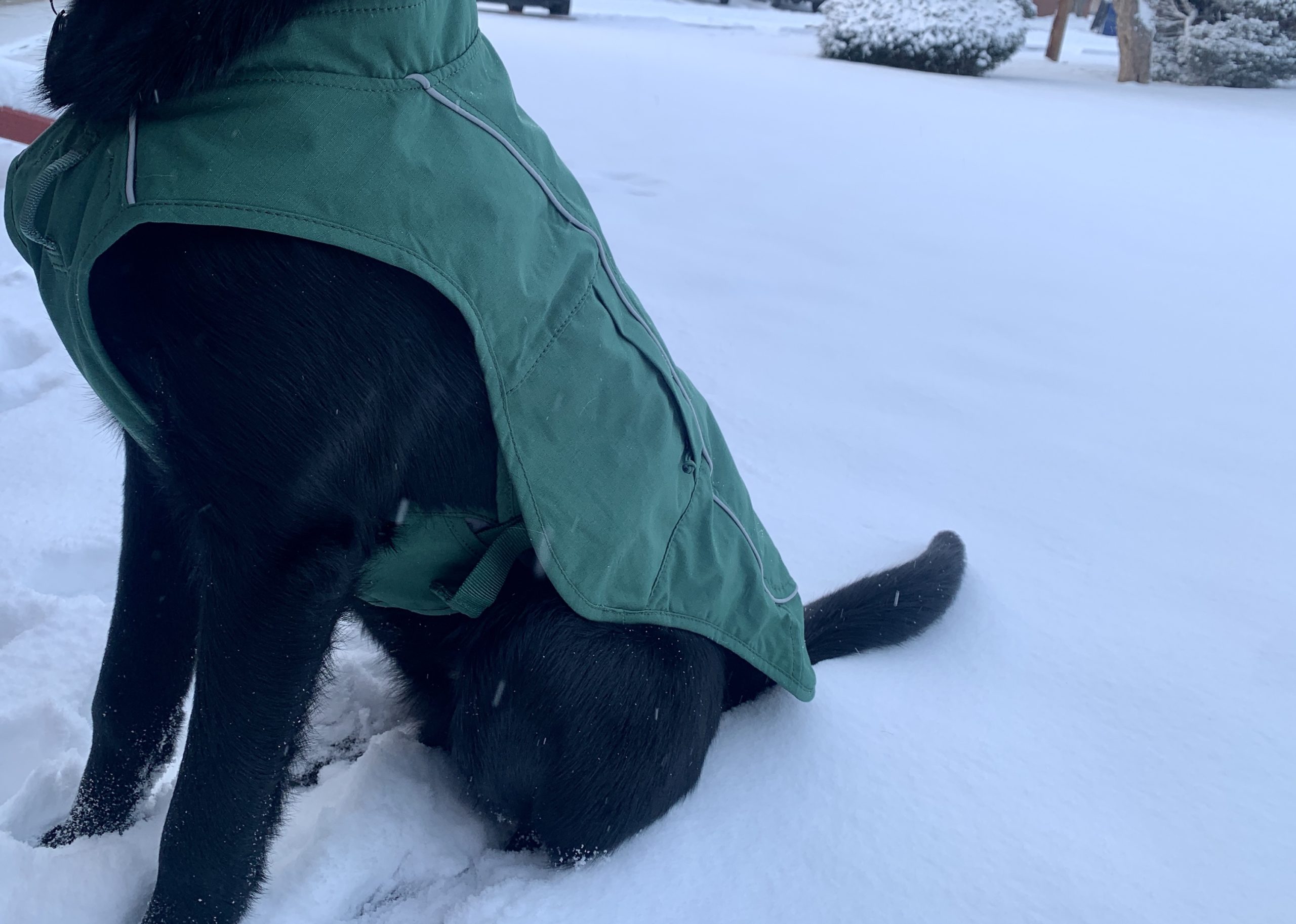 Ruffwear Overcoat Fuse Review Clever JacketHarness Combo for Dogs