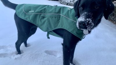 Ruffwear Overcoat Fuse Review: Clever Jacket-Harness Combo for Dogs