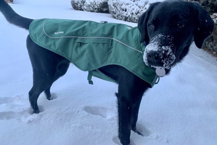 A Black dog wearing the Ruffwear Overcoat Fuse Dog Jacket