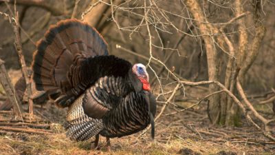 How to Plan an Out-of-State Turkey Hunt