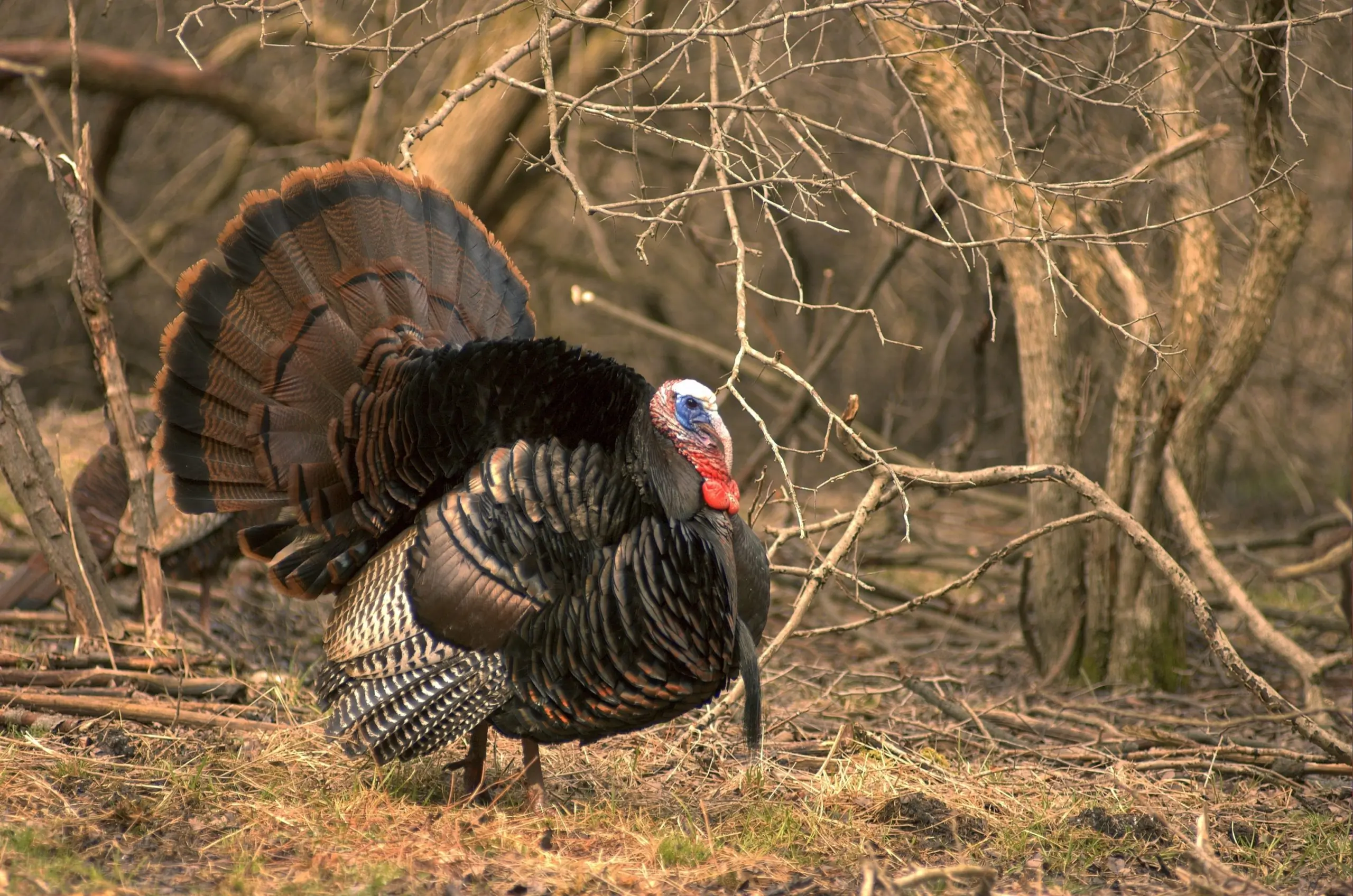 How to Plan an Out-of-State Turkey Hunt
