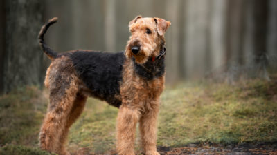 Hunting Dog Profile: The Foxy, Versatile Airedale Terrier